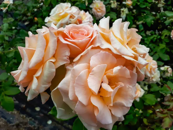 Unique Delicate Large Fully Petalled Apricot Yellow Rose Variety Apricot — Stock Photo, Image