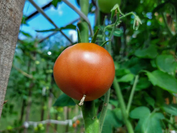 温室里 在明亮的阳光下 番茄植株上生长着成熟的红色 绿色小番茄 — 图库照片