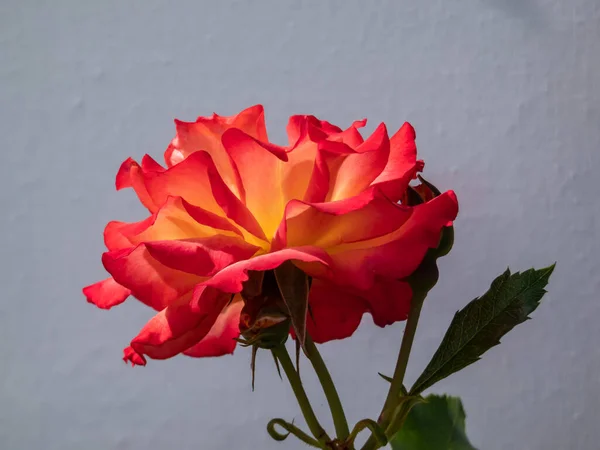 Beautiful, bright Orange-pink, Salmon pink with yellow center rose \'Salzburg\' in bright sunlight with contrasting white and gray isolated background