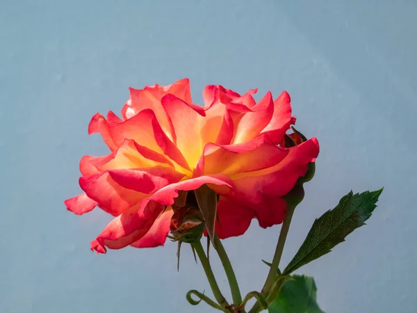 Belo Rosa Alaranjado Brilhante Rosa Salmão Com Centro Amarelo Rosa — Fotografia de Stock