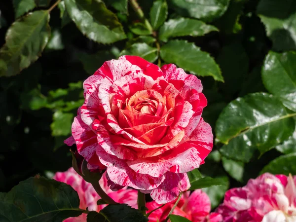 Floribunda Ogród Róża Abracadabra Kwiaty Mają Bogate Paski Mieszanki Światła — Zdjęcie stockowe