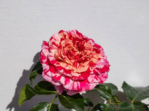 Floribunda Jardim Rosa Abracadabra Flor Com Ricas Misturas Listradas Luz — Fotografia de Stock