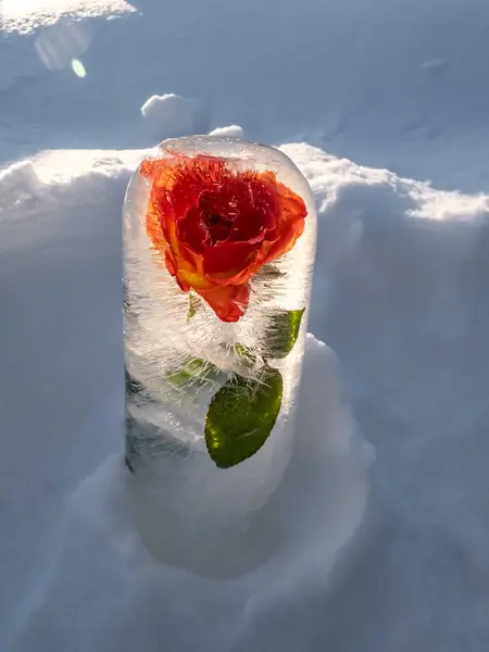 Цветок Замерзшей Воде Роза Льду Ярком Солнечном Свете Видимыми Пузырьками — стоковое фото