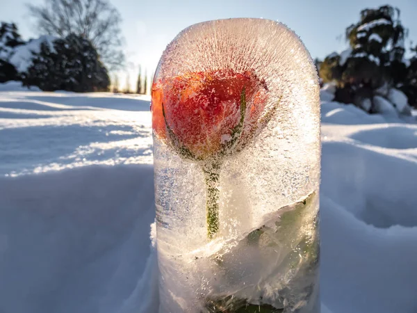 Квітка Замерзлій Воді Росла Льоду Яскравому Сонячному Світлі Видимими Бульбашками — стокове фото