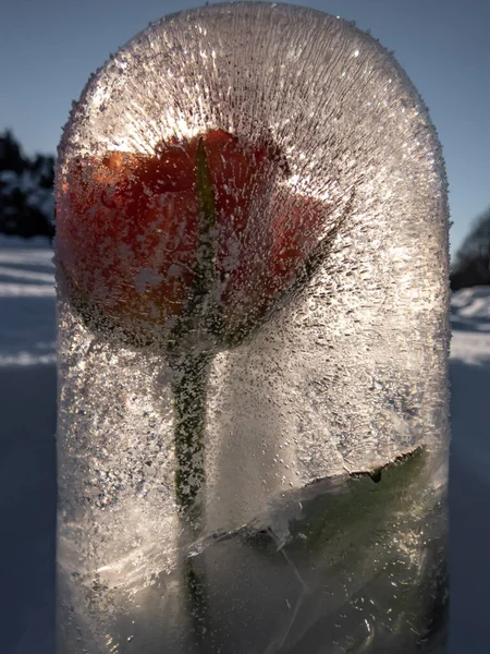 Flor Água Congelada Subiu Gelo Luz Solar Brilhante Com Bolhas — Fotografia de Stock