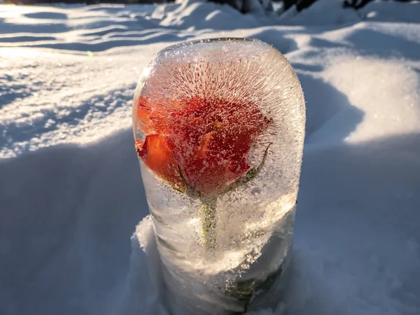Virágok Fagyott Vízben Jégben Ragyogó Napfényben Látható Buborékokkal Kültéri Dekorációk — Stock Fotó