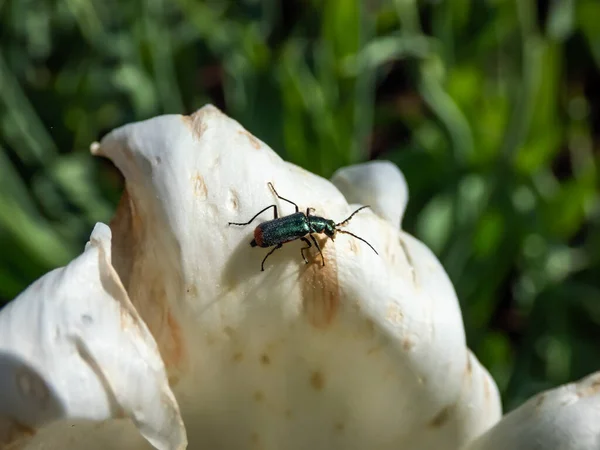 Escarabajo Flores Alas Blandas Escarabajo Malaquita Malachius Bipustulatus Con Cuerpo — Foto de Stock