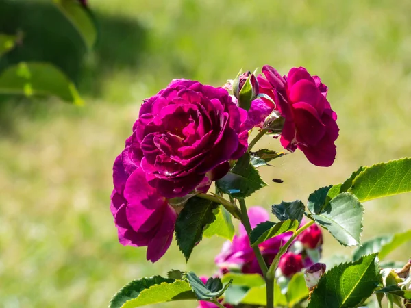 Piękna Unikalna Odmiana Fioletowej Róży Purple Eden Kwiaty Fioletowe Głębokie — Zdjęcie stockowe