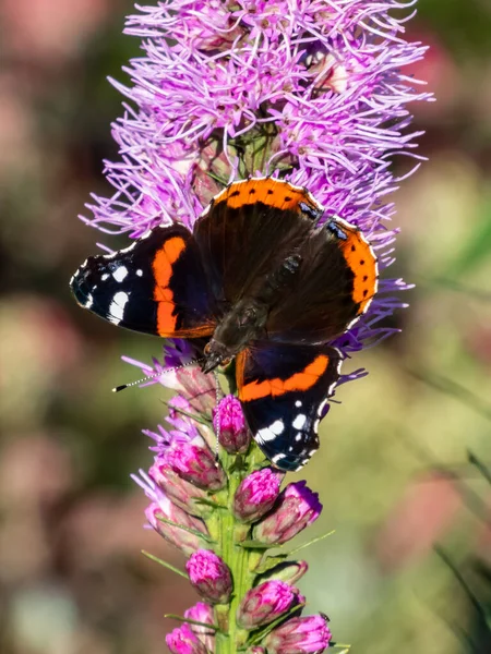 Dorsal View Medium Sized Butterly Red Admiral Vanessa Atalanta Black — Stock Photo, Image