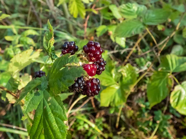 Close Dark Fruit Wild Blackberry Growing Forest Green Leaves Sunlight — Stock Photo, Image