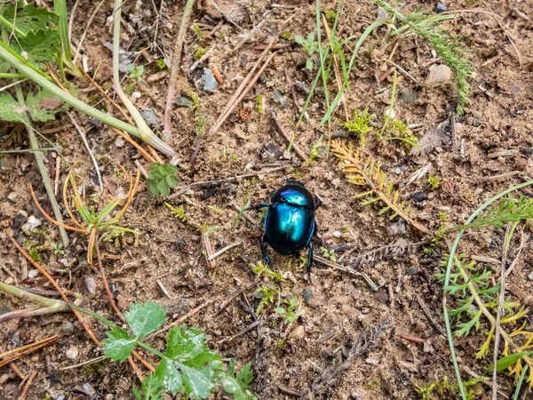 무당벌레나 물벌레 Trypocopris Vernalis 매크로 바닥에 파란색 반사광 검은색 — 스톡 사진