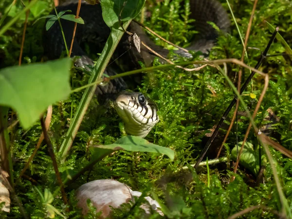 Close Shot Black Grass Snake Natrix Natrix Forest Green Grass — Stock Photo, Image