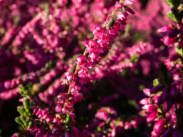 Macro of beautiful reddish - purple flowers of Calluna vulgaris \'Carmen\' in bright sunlight in autumn. Floral background