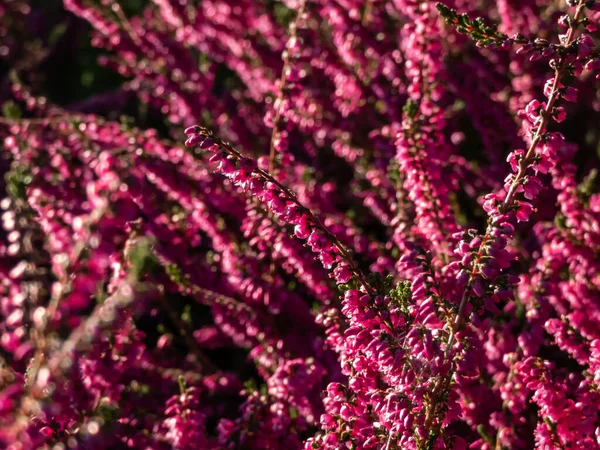 Macro Beautiful Reddish Purple Flowers Calluna Vulgaris Carmen Bright Sunlight — Stock Photo, Image