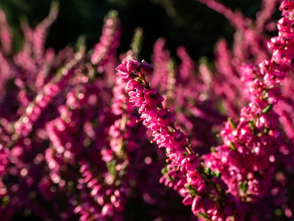 Sonbaharda parlak güneş ışığında Calluna vulgaris 'Carmen' in mor çiçekleri. Çiçek arka planı