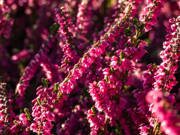 Sonbaharda parlak güneş ışığında Calluna vulgaris 'Carmen' in mor çiçekleri. Çiçek arka planı