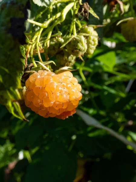 Makro Shot Słodkich Dojrzałych Złotych Żółtych Owoców Malinowych Rosnących Zielonych — Zdjęcie stockowe