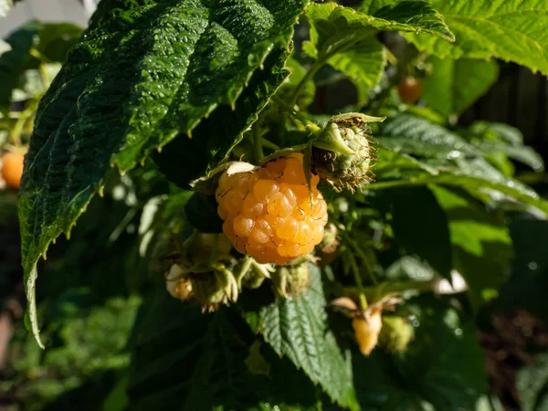 Bahçe yaprakları arasında yeşil ahududu bitkisi (Rubus idaeus) üzerinde yetişen sarı ahududu meyvesi. Parlak gün ışığında meyveler