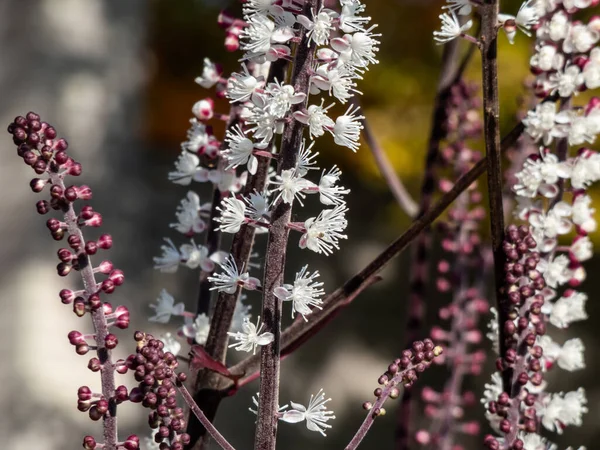 Makroaufnahme Von Bilsenkraut Cimicifuga Simplex Atropurpurea Blüht Mit Dichten Ähren — Stockfoto