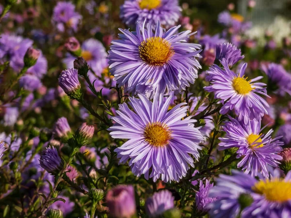 Büyük, pudra gibi mavi papatya çiçekleri ile sarı gözlü Michaelmas papatya veya New York Aster (Aster novi-belgii veya Symphyotrichum novi-belgii) 'Bolluk'