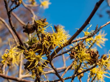 Cadı fındığı meyveleri ve şerit şeklinde taç yaprakları olan parlak sarı çiçeklerin yakın plan çekimi, yaygın cadı fındığı veya Amerikan cadı fındığı (Hamamelis virginiana) sonbaharda mavi gökyüzü arka planıyla çiçek açıyor