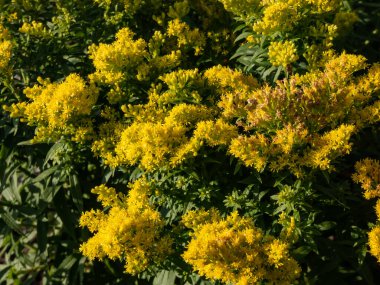 Goldenrod (Solidago) melez çiftçi 'Altın Mosa' - parlak altın sarısı çiçeklerin bol, tüylü konik paniklemelerini taşıyan güzel bir daimi yıl