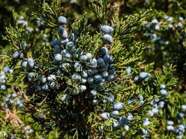 Sonbaharda böğürtlen gibi mavi kozalaklı düşük yayılmış İran ardıcı (Juniperus polycarpos - Juniperus seravschanica Komarov)