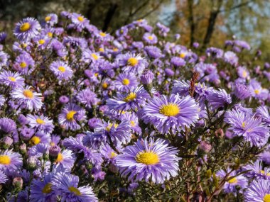 Büyük, pudra gibi mavi papatya çiçekleri ile sarı gözlü Michaelmas papatya veya New York Aster (Aster novi-belgii veya Symphyotrichum novi-belgii) 'Bolluk'