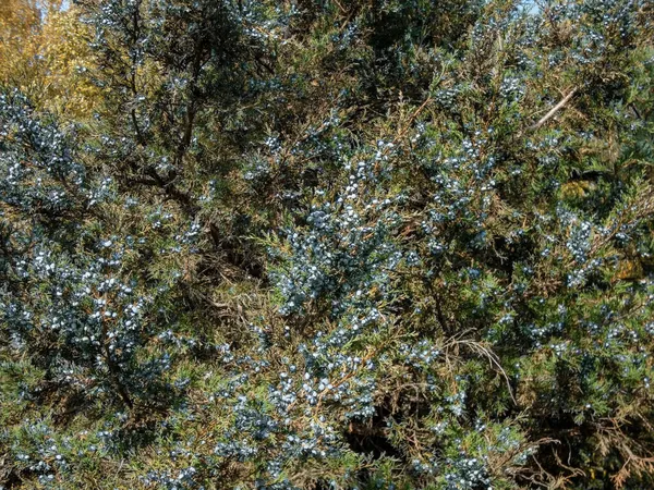 Μικρής Εξάπλωσης Αειθαλής Θάμνος Περσικός Άρκευθος Juniperus Polycarpos Juniperus Seravschanica — Φωτογραφία Αρχείου