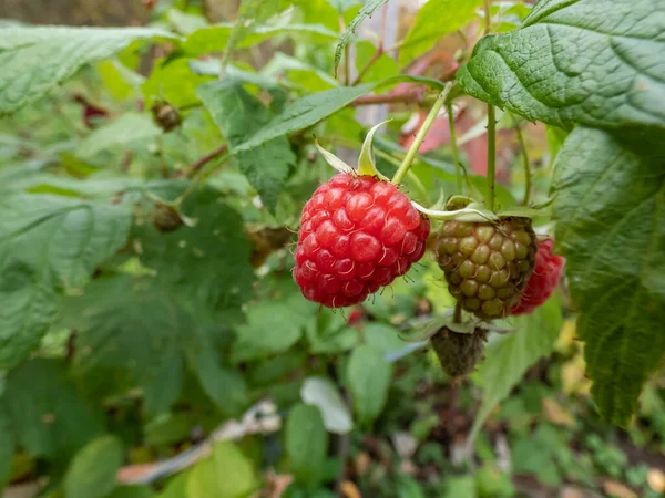 Macro Shot Perfect Red Ripe Raspberry Growing Plant Green Leaves — Stock Photo, Image