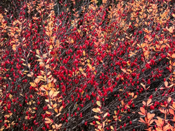 Nahaufnahme Von Roten Früchten Der Niedrig Wachsenden Sommergrünen Japanischen Berberitze — Stockfoto