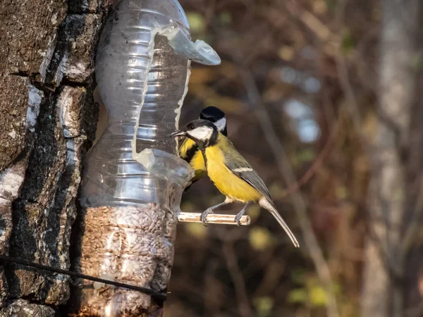 Great Tits Parus Major Visiting Bird Feeder Reused Plastic Bottle — Stock Fotó