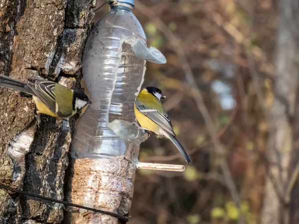 Great Tits Parus Major Visiting Bird Feeder Reused Plastic Bottle — Stock Fotó