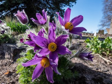 Güzel mor bahar çiçeği Pasqueflower 'ın yakın çekimi (Pulsatilla x gayeri Simonk.) Sarı merkezli, parlak güneş ışığıyla