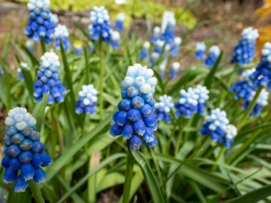 Bicolor üzümlü sümbül Muscari aucheri 'Mount Hood' un yakın çekimlerinde güzel, üzümlü, beyaz uçlu, beyaz çiçeklerle taçlandırılmış, yuvarlak mavi çiçek kümeleri vardır.