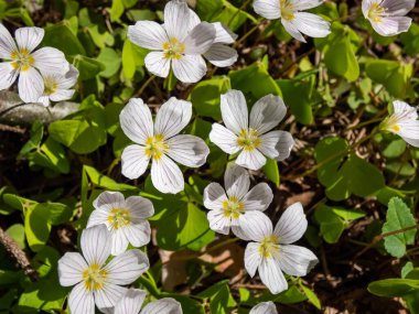 Ormanda büyüyen pembe çizgileri olan küçük, beyaz çiçekli (Oxalis asetosella) ağaçkuşu (odun doru) parlak güneş ışığında baharda büyür.