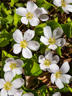 Ormanda büyüyen pembe çizgileri olan küçük, beyaz çiçekli (Oxalis asetosella) ağaçkuşu (odun doru) parlak güneş ışığında baharda büyür.