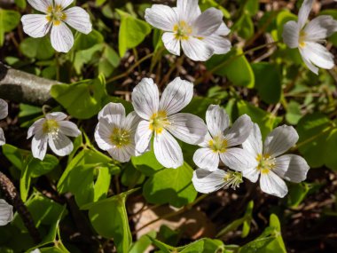 Ormanda büyüyen pembe çizgileri olan küçük, beyaz çiçekli (Oxalis asetosella) ağaçkuşu (odun doru) parlak güneş ışığında baharda büyür.