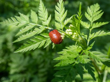 Kırmızı, yuvarlak ve uğur böceği gibi geniş omuzlu yaprak böceği (Chrysomela populi) yeşil yaprağın üzerinde yeşil bitki örtüsü ve parlak güneş ışığı arasında oturuyor.
