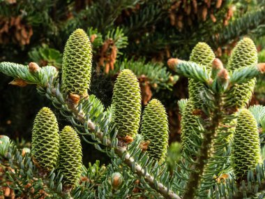 Koreli firavun (Abies koreana) 'Horstmann' s Silberlocke 'her zaman yeşil kozalaklı koyu yeşil iğneli ve baharda gümüşi beyaz alt kısımlarıyla yukarı kıvrılan yeşil kozalaklar