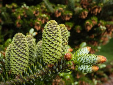 Koreli firavun (Abies koreana) 'Horstmann' s Silberlocke 'her zaman yeşil kozalaklı koyu yeşil iğneli ve baharda gümüşi beyaz alt kısımlarıyla yukarı kıvrılan yeşil kozalaklar