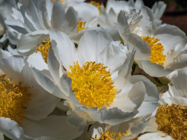 Paeonia lactiflora 'Whitleyi Major' un Macro 'su - kavrulmuş, kremsi beyaz, tek çiçekli, 10 cm genişliğinde, belirgin sarı puantiyeli yaz başında çiçek açıyor.