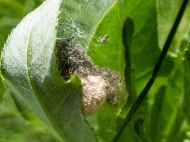 Yuvada yavru örümceklerin (Pisaura mirabilis) küçük örümceklerinin makro görüntüsü. Yazın yeşil bir bitkinin üzerinde genç örümcekler ve yumurta kesesiyle.