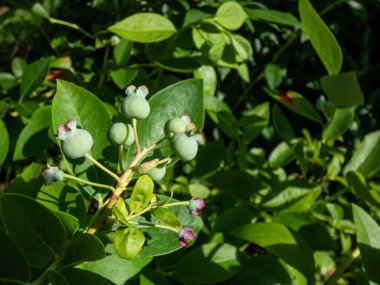Tarım yaban mersini ya da yaban mersini dallarda yetişir olgunlaşmamış yeşil aşamalarda parlak güneş ışığı yaprakları arasında çiçek açtıktan sonra