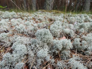 Ormanda açık renkli, meyveli liken gri ren geyiği liken (Cladonia rangiferina) türünün makro çekimi