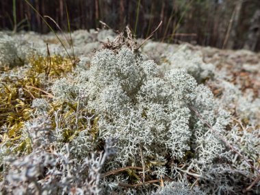 Açık renkli, meyveli liken türünün makro çekimi Gri ren geyiği liken (Cladonia rangiferina) parlak güneş ışığı altında ormanda