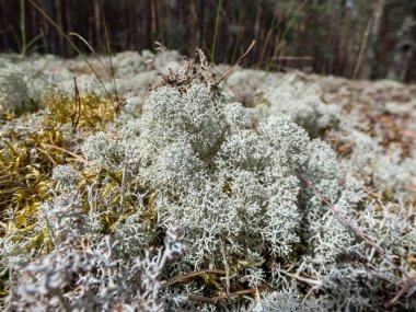 Açık renkli, meyveli liken türünün makro çekimi Gri ren geyiği liken (Cladonia rangiferina) parlak güneş ışığı altında ormanda