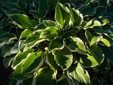 Hosta 'Regal Splendor'. Kalın, dalgalı, dalgalı, mavi-gri yapraklı, düzensiz beyaz, soluk sarı kenarlı ve hafif güneş ışığı uçlu büyük ev sahibi.
