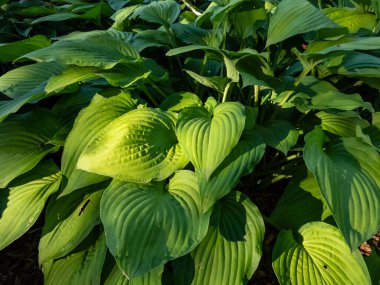 Hosta 'Fortunei Albopicta' Orta, pürüzsüz, belirgin damarlı, oval, koyu yeşil yapraklar düzensiz beyaz kenarlarla çeşitlendirilir. Her yaprak yuvarlandı ve güneş ışığında kulak memeleri çimdiklendi.