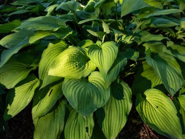 Hosta 'Fortunei Albopicta' Orta, pürüzsüz, belirgin damarlı, oval, koyu yeşil yapraklar düzensiz beyaz kenarlarla çeşitlendirilir. Her yaprak yuvarlandı ve güneş ışığında kulak memeleri çimdiklendi.